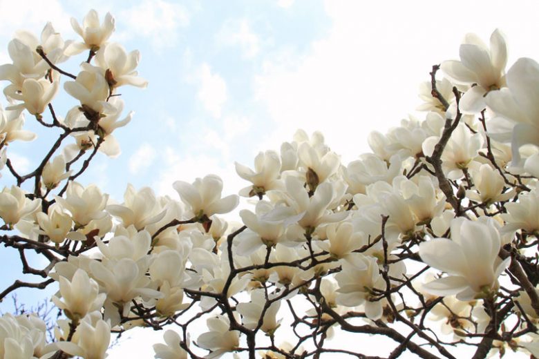 Japanese Magnolia (White) (Magnolia liliiflora)